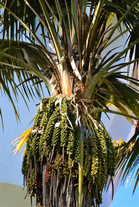 watering kentia palm trees